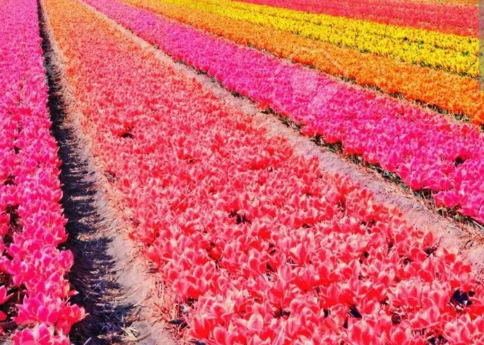 Pensionat Rembrandts View