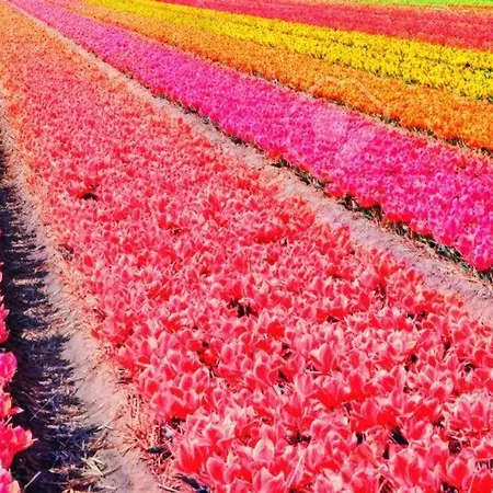 ゲストハウス Rembrandts View