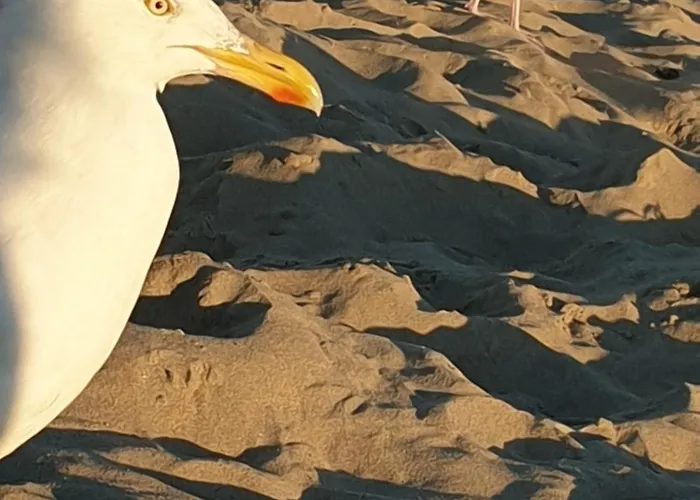 Gasthuis Rembrandts View